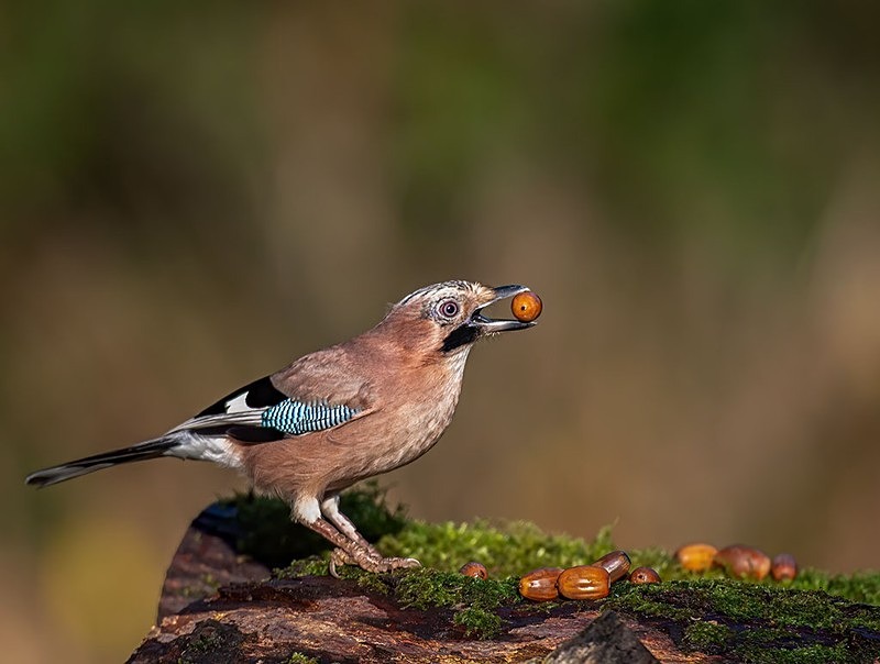 jay  - woodland bird hide