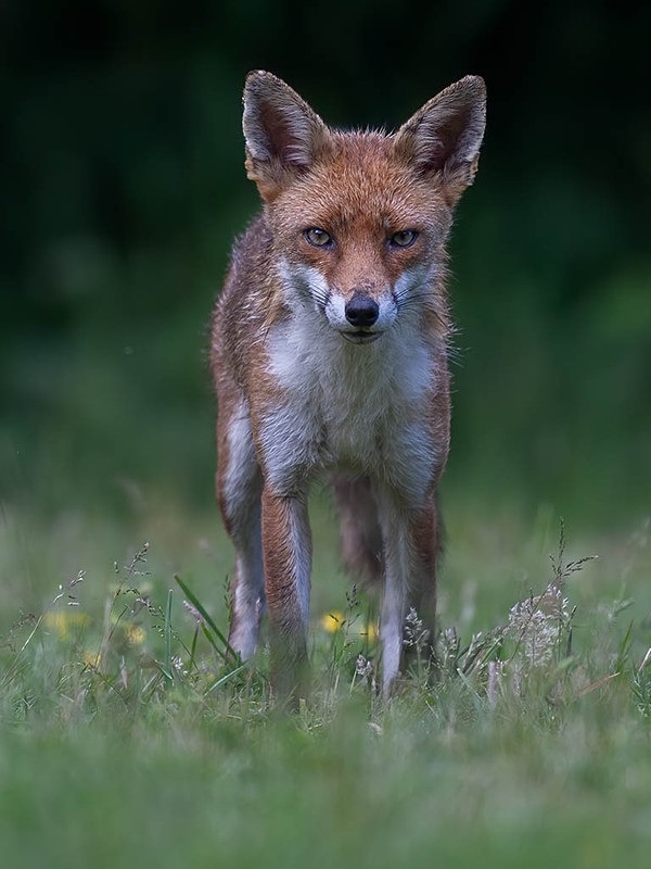 894C1067-Edit - THE FOX HIDE EXPERIENCE