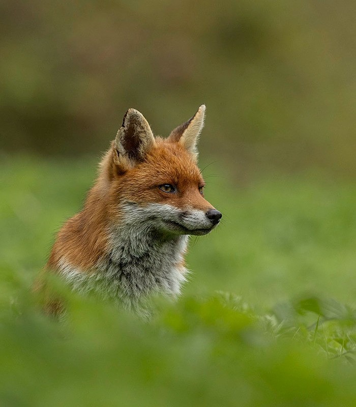 _F7A0887-Edit - THE FOX HIDE EXPERIENCE