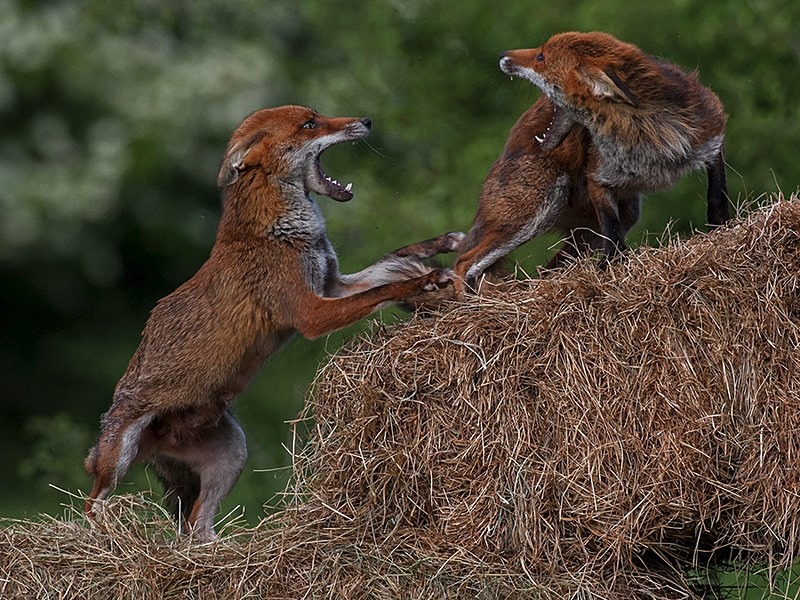 vixen fight2 - THE FOX HIDE EXPERIENCE