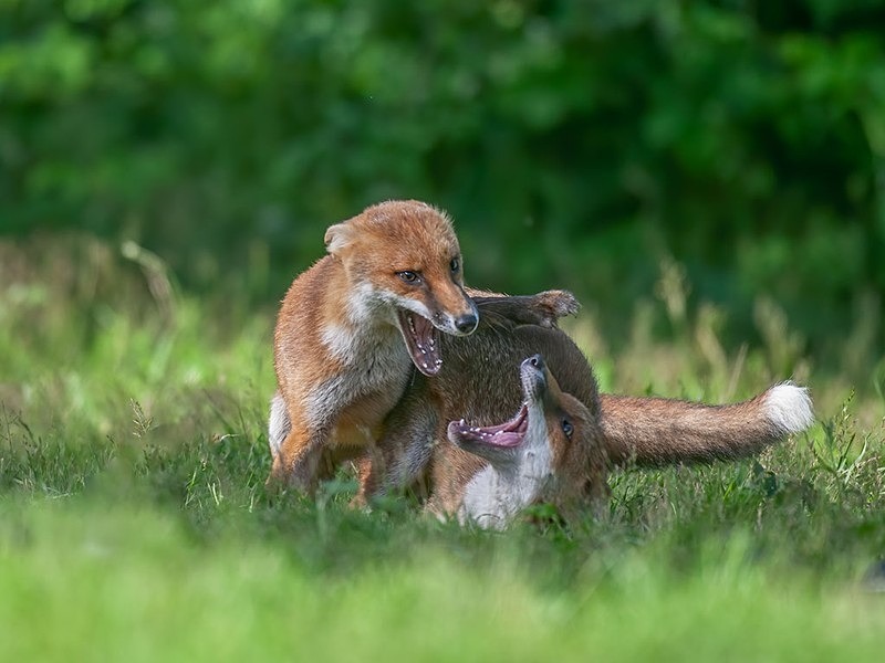 894C1616-Edit-Edit - THE FOX HIDE EXPERIENCE