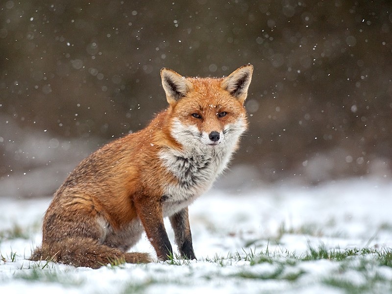 - the fox hide