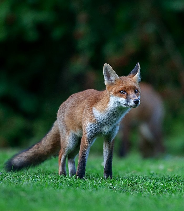 brave - THE FOX HIDE EXPERIENCE