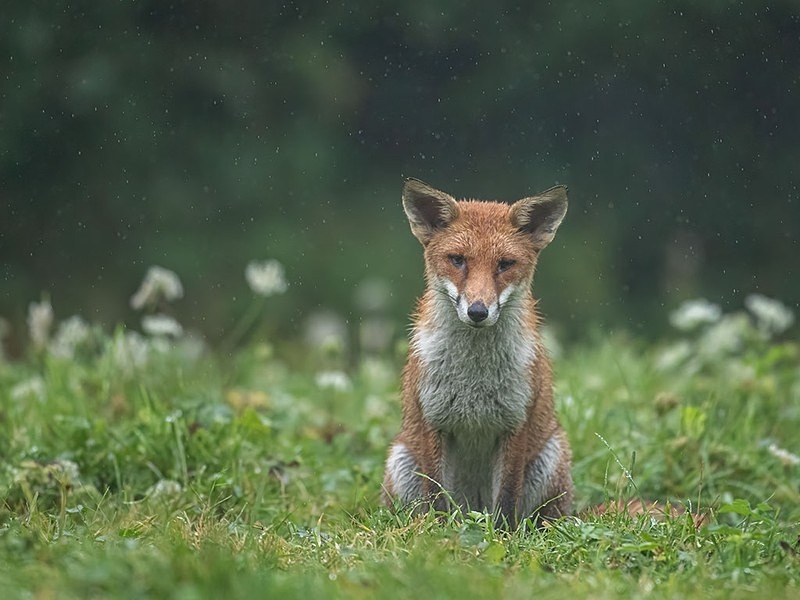 AU8I1702-Edit-Edit - The Fox Hide photos