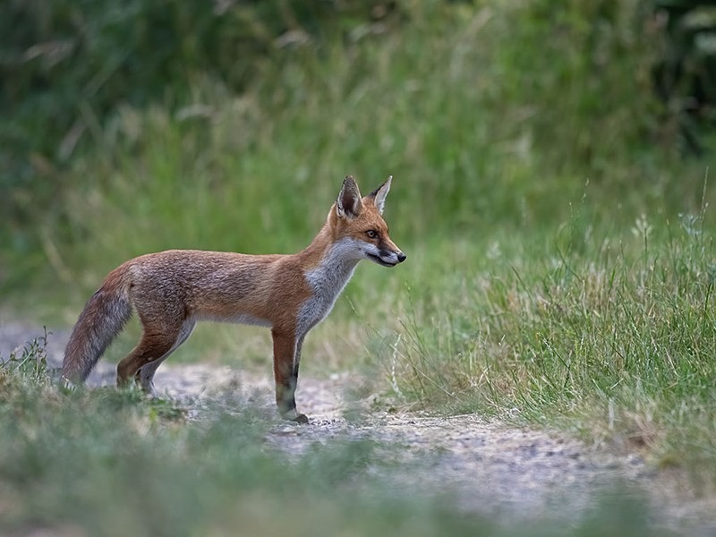AU8I8217-Edit-Edit - The Fox Hide photos