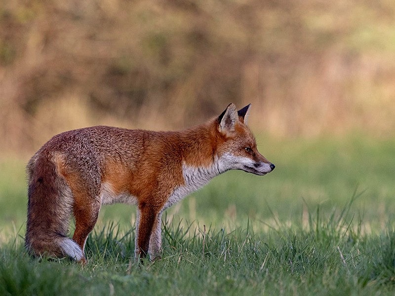 014A9442-Edit - The Fox Hide photos