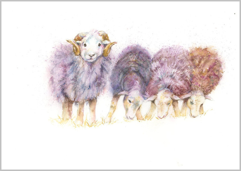 Herdwick sheep Fine Art Print 632 - FARM