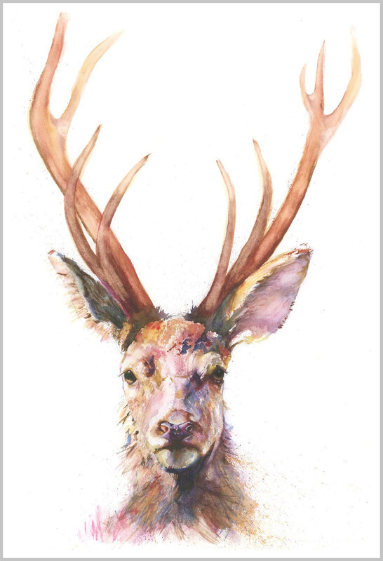 Stag 764 - WILD