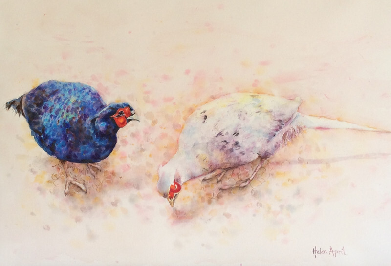 Fancy Pheasants - COMMISSIONS