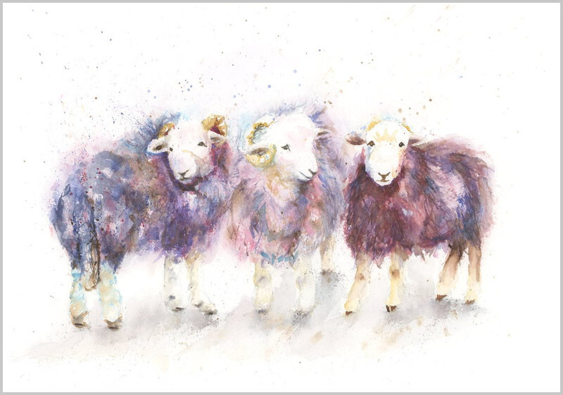Herdwick Trio Fine Art Print 561 - FARM