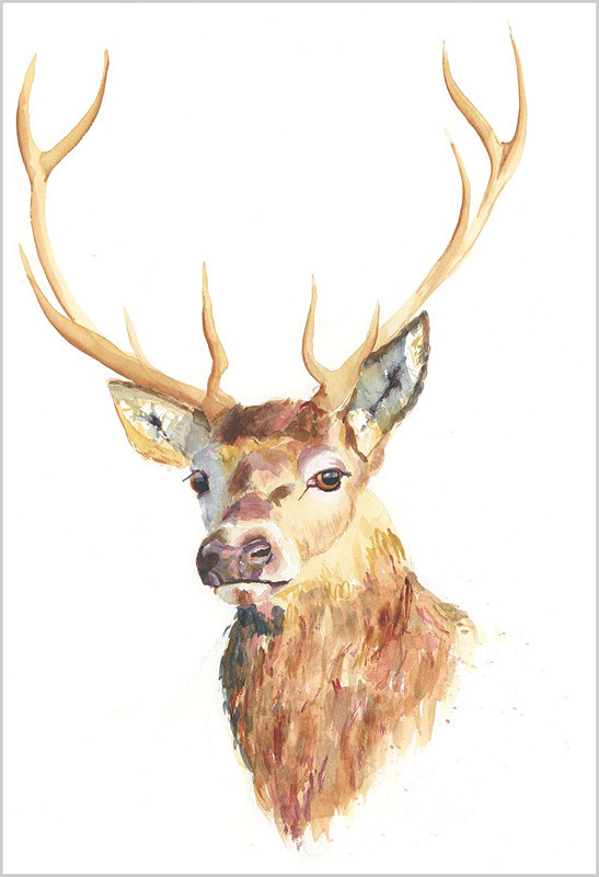 STAG Limited Edition Print 181 - WILD