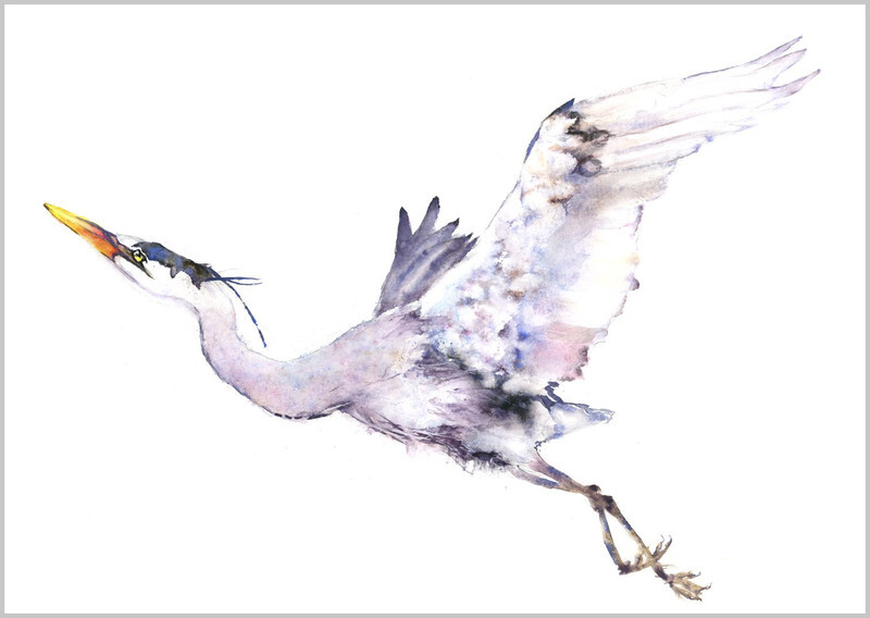 Flying Heron limited edition print 698 - FEATHERS