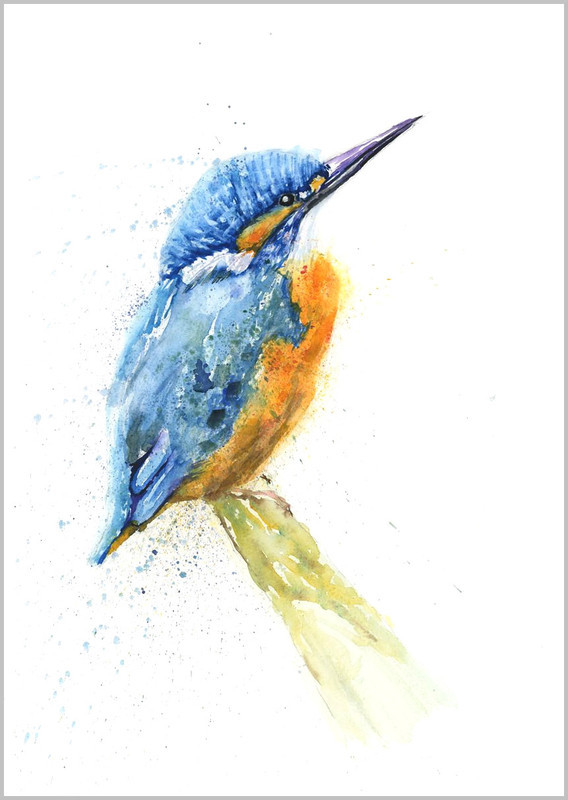 Kingfisher Limited Edition Print 339 - FEATHERS