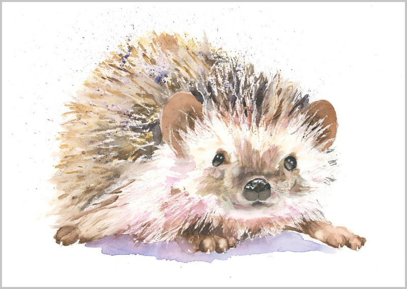 Hedgehog Fine Art Print 474 - WILD