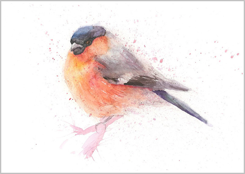 Limited print of BULLFINCH watercolour 316 - FEATHERS