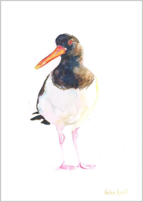 Oyster Catcher - ORIGINALS