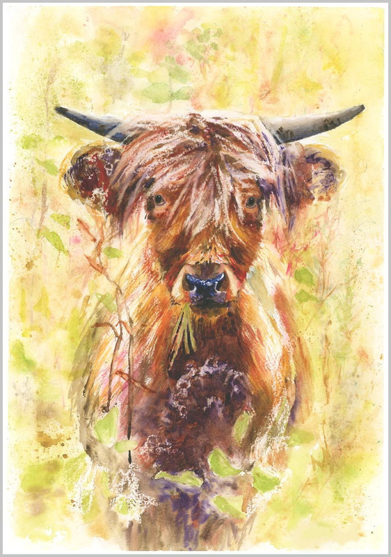 Highland Cow in Meadow Fine Art Print 571 - FARM