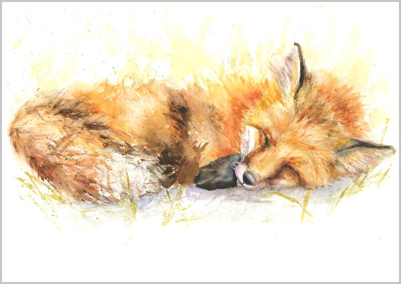 Sleepy Fox Limited Edition Print 414 - WILD