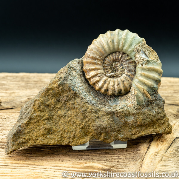 Sold scun 157 Aegasteroceras sp - Scunthorpe Fossils
