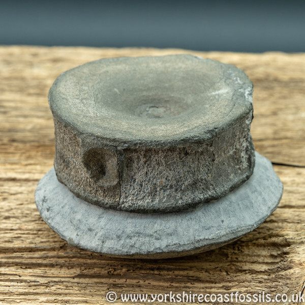 Sold vert196 Ichthyosaurus sp vertebrea - Yorkshire Vertebrates