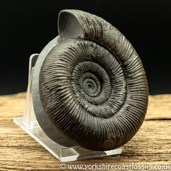 Sold amm1418 Dactylioceras clevelandicum - Yorkshire Ammonites