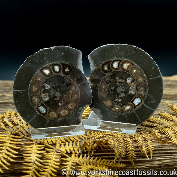 Cut & Polished Whitby Ammonite 040 - Cut & Polished Whitby Ammonite Pairs