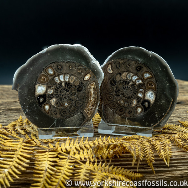 Cut & Polished Whitby Ammonite 043 - Cut & Polished Whitby Ammonite Pairs