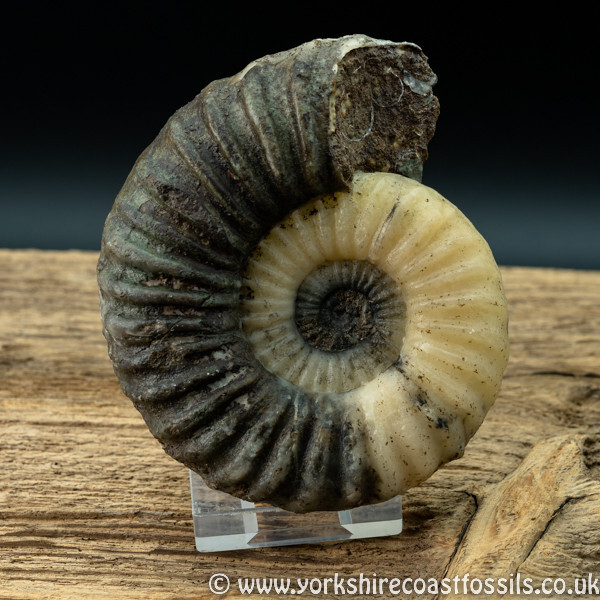 Sold scun 159 Aegasteroceras sp - Scunthorpe Fossils