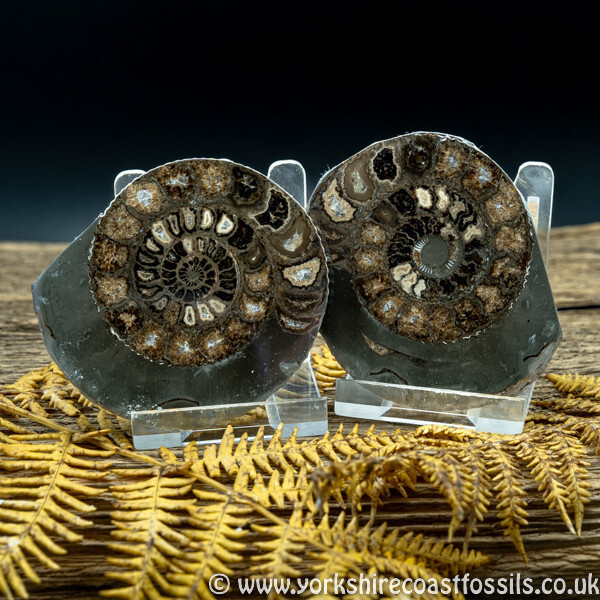 Cut & Polished Whitby Ammonite 041 - Cut & Polished Whitby Ammonite Pairs