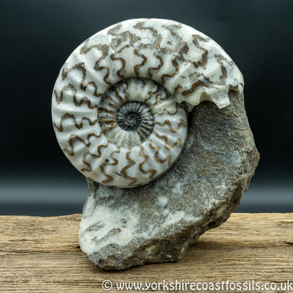 Sold scun 163 Asteroceras obtusum - Scunthorpe Fossils