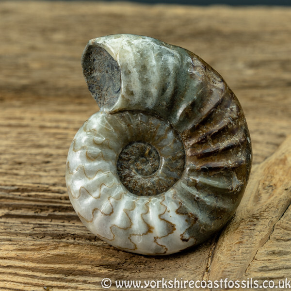 Sold scun 160 Aegasteroceras sp - Scunthorpe Fossils
