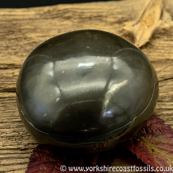 Polished Whitby Ammonite Nodule 041 - Polished Whitby Ammonite Nodules