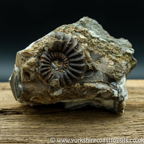 Sold scun 166 Aegasteroceras sp - Scunthorpe Fossils