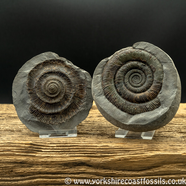 amm1432 2 of 3 - Yorkshire Ammonites