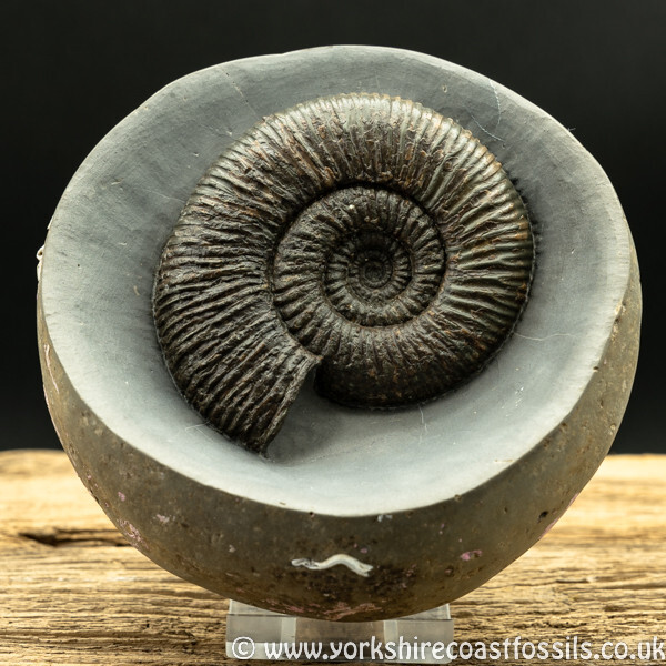 amm1421 Dactylioceras semicelatum - Yorkshire Ammonites