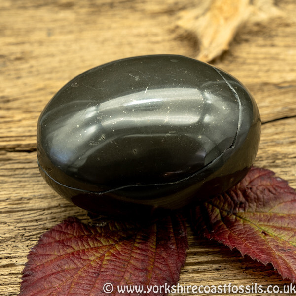 Polished Whitby Ammonite Nodule 032 - Polished Whitby Ammonite Nodules