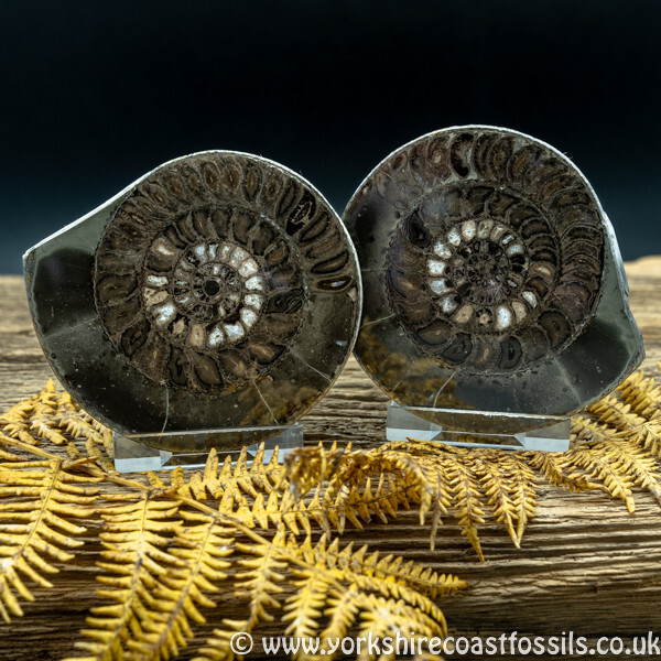 Cut & Polished Whitby Ammonite 036 - Cut & Polished Whitby Ammonite Pairs