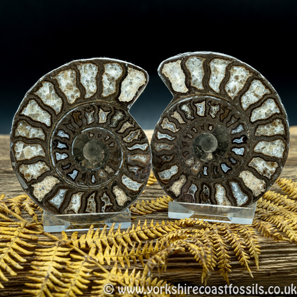 Sold Cut & Polished Whitby Ammonite 052 - Cut & Polished Whitby Ammonite Pairs