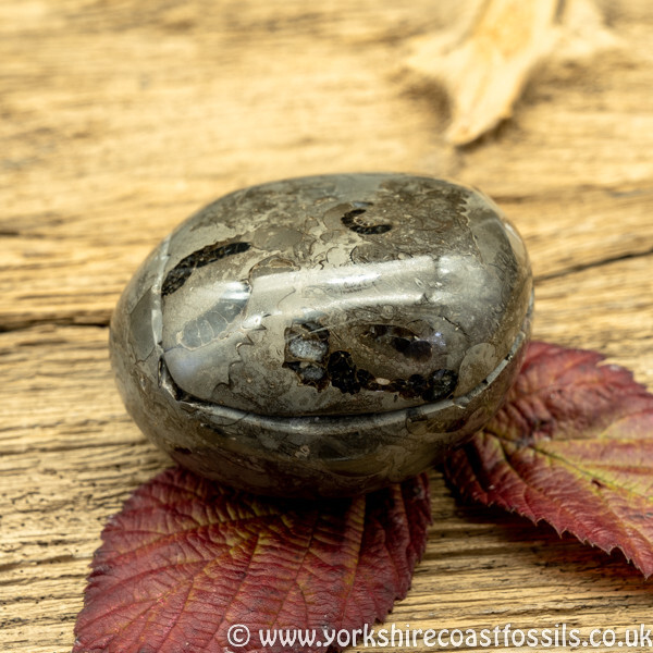 Polished Whitby Ammonite Nodule 029 - Polished Whitby Ammonite Nodules