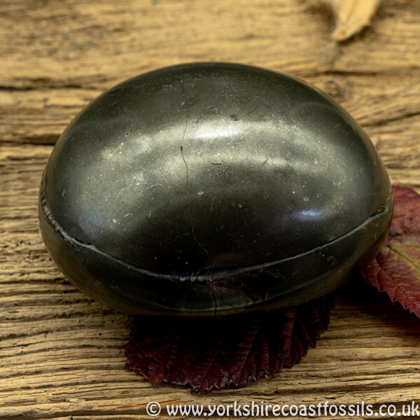 Polished Whitby Ammonite Nodule 042 - Polished Whitby Ammonite Nodules