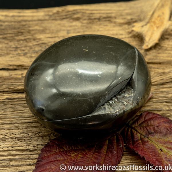 Polished Whitby Ammonite Nodule 040 - Polished Whitby Ammonite Nodules