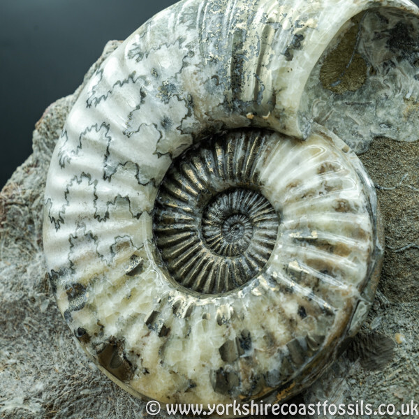 Sold  scun 162 Asteroceras stellare - Scunthorpe Fossils