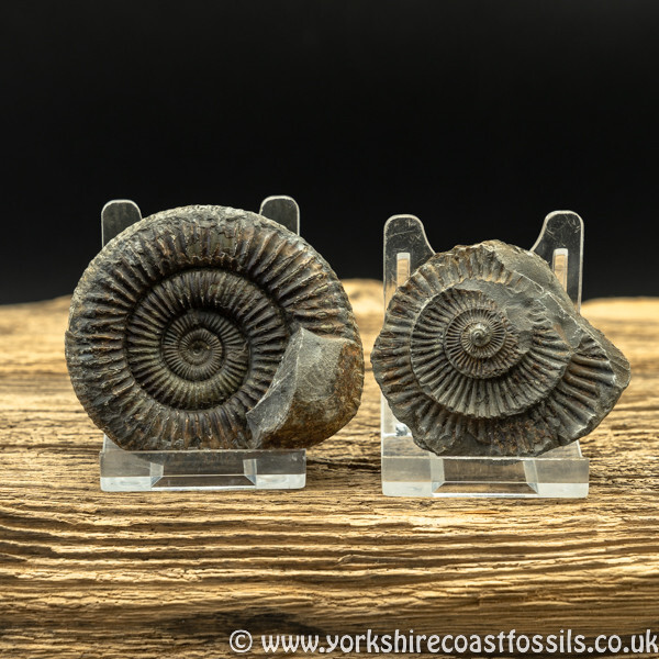 amm1461 Dactylioceras commune nodule - Yorkshire Ammonites