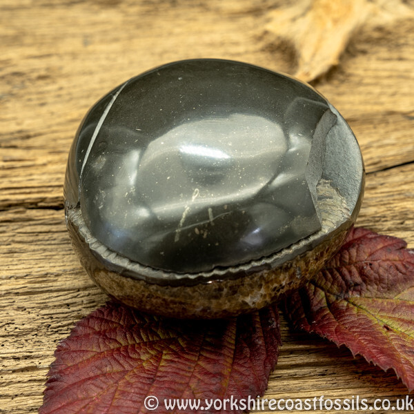 Polished Whitby Ammonite Nodule 033 - Polished Whitby Ammonite Nodules