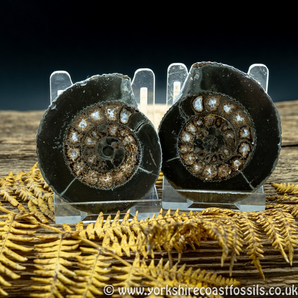 Cut & Polished Whitby Ammonite 047 - Cut & Polished Whitby Ammonite Pairs