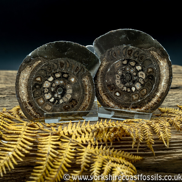 Cut & Polished Whitby Ammonite 044 - Cut & Polished Whitby Ammonite Pairs