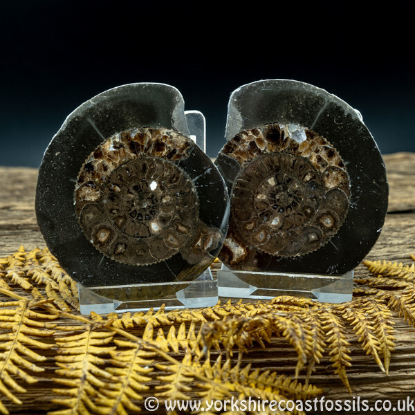 Cut & Polished Whitby Ammonite 045 - Cut & Polished Whitby Ammonite Pairs