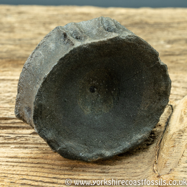 vert197 Ichthyosaurus sp Vertebrea - Yorkshire Vertebrates