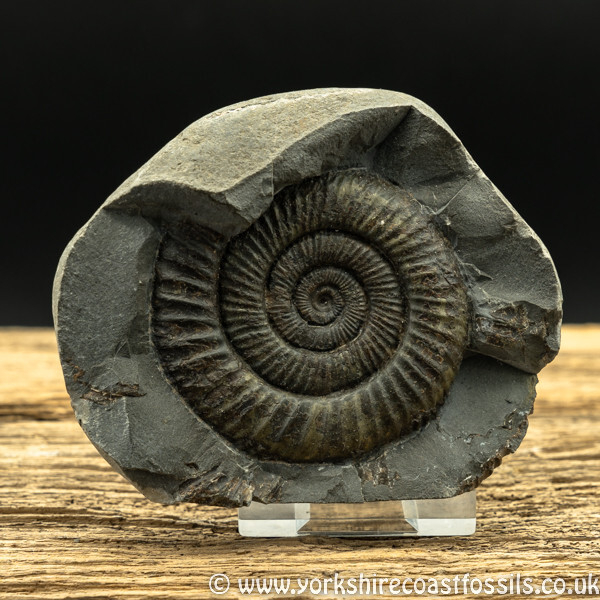 amm1458 Dactylioceras commune - Yorkshire Ammonites