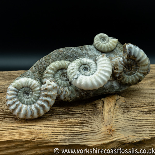 Sold scun 152 Aegasteroceras sp Multi piece - Scunthorpe Fossils